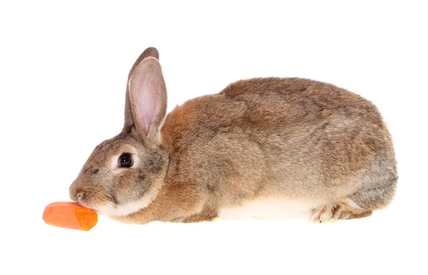 Coniglio con carote — Foto Stock