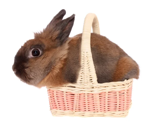 Kleine konijn in een mand, geïsoleerd. — Stockfoto