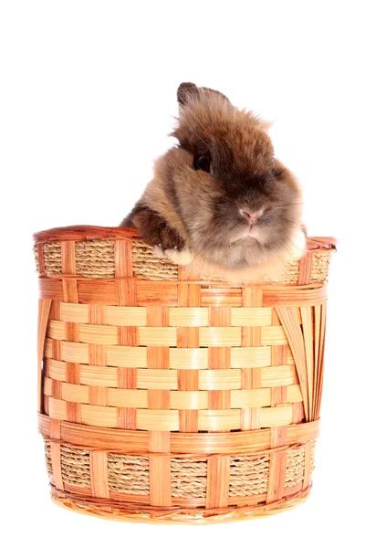 Piccolo coniglio nel cestino . — Foto Stock