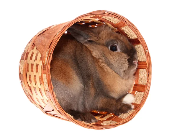 Kleines Kaninchen im Korb. — Stockfoto