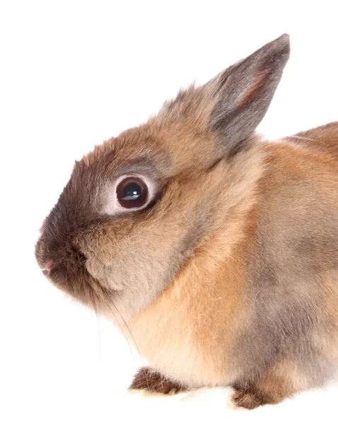 Kaninchen auf weiß — Stockfoto