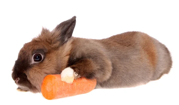 El conejo pequeño con la zanahoria . —  Fotos de Stock