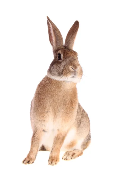 Brązowy królik, na białym tle. — Zdjęcie stockowe