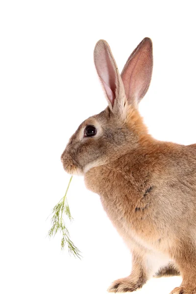食事とウサギ — ストック写真