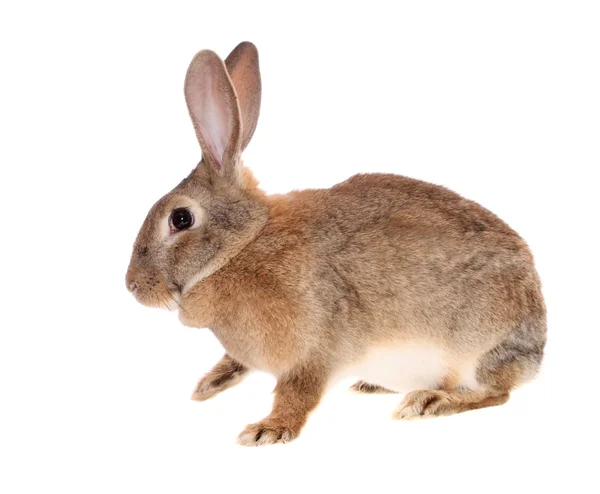 Коричневий кролик — стокове фото