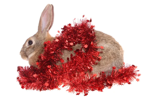 Rabbit with a tinsel — Stock Photo, Image