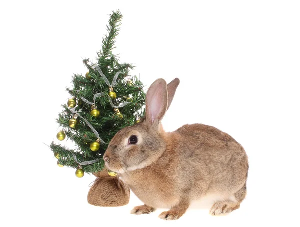 Rabbit with a fur-tree, isolated. — Stock Photo, Image