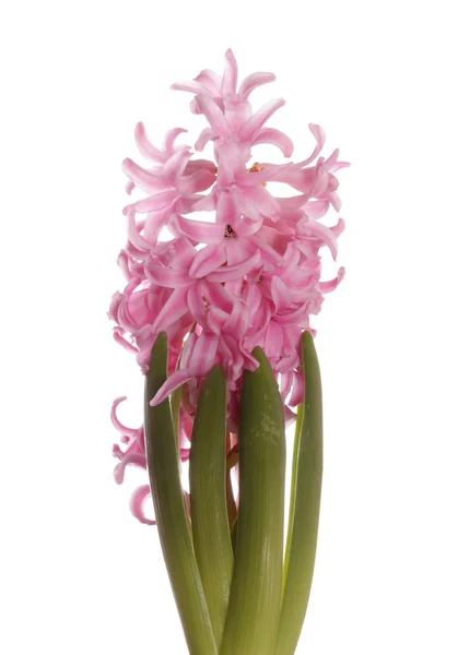 Spring flower. — Stock Photo, Image