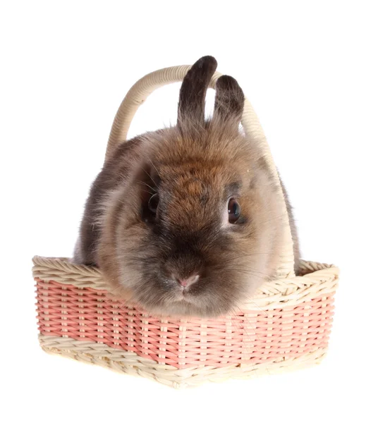 Conejo en una cesta. — Foto de Stock