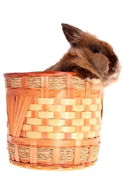 Кролик в корзине . — стоковое фото
