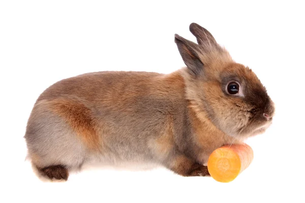 Кролик с морковкой . — стоковое фото