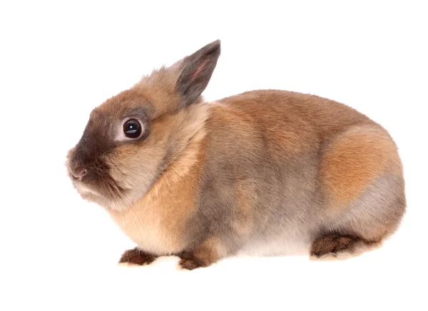 Rabbit. — Stock Photo, Image