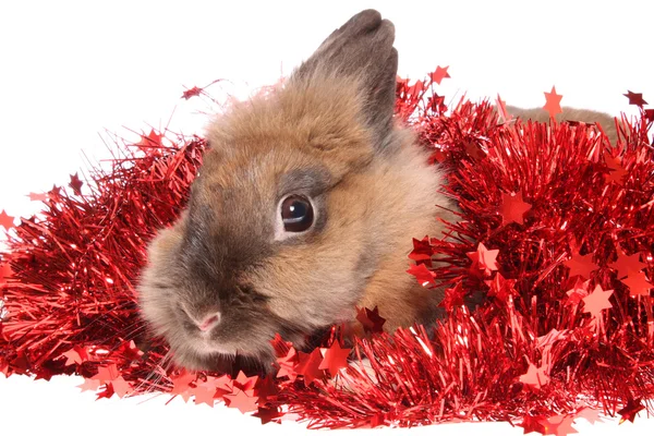 Small rabbit with tinsel. — Stock Photo, Image