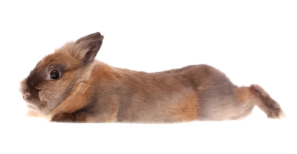 Malý králík, izolované. — Stock fotografie