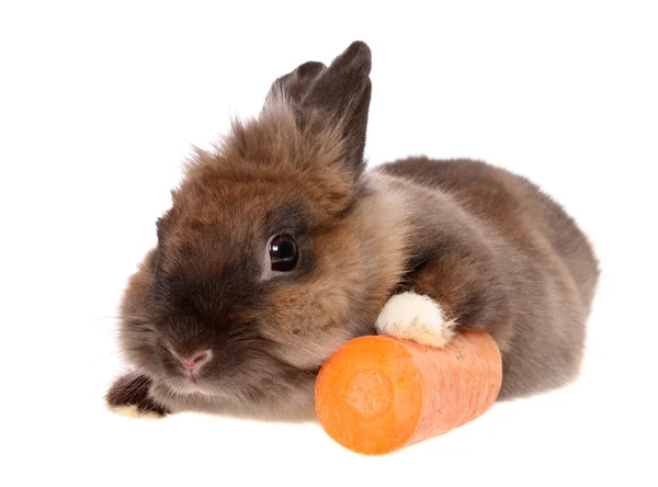 Mały królik z marchewką. — Zdjęcie stockowe