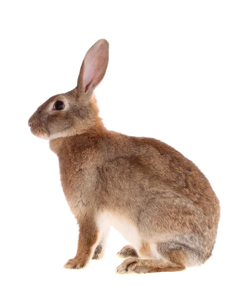 Brązowy królik, na białym tle. — Zdjęcie stockowe