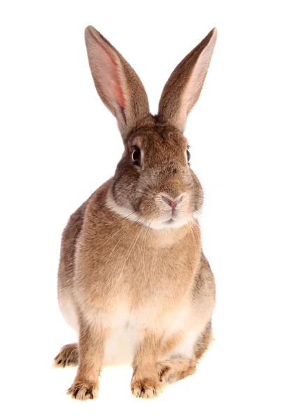 Kaninchen. — Stockfoto