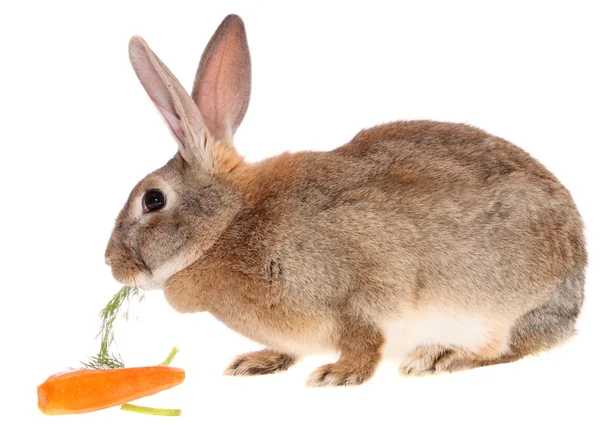 Rabbit with meal — Stock Photo, Image