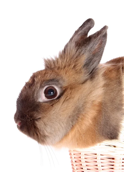 바구니에 작은 토끼. — 스톡 사진
