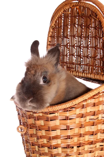 Pequeño conejo en cesta, aislado . — Foto de Stock