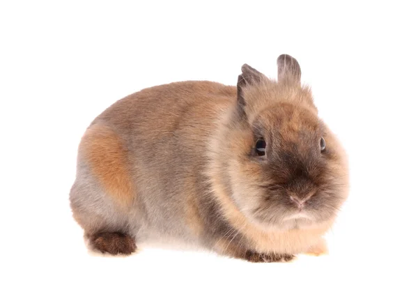 Piccolo coniglio . — Foto Stock