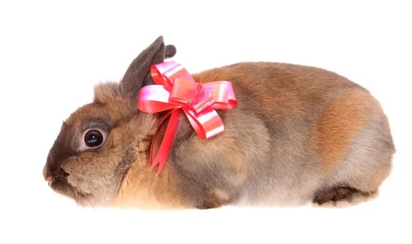 Piccolo coniglio con un inchino . — Foto Stock