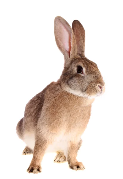 Izole kahverengi tavşan. — Stok fotoğraf
