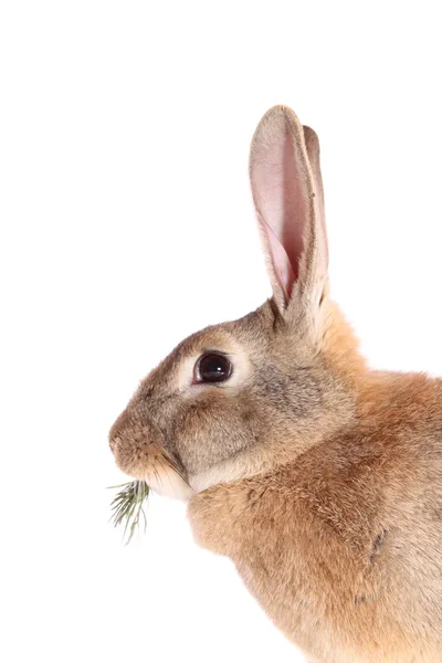 Кролик з їжею — стокове фото