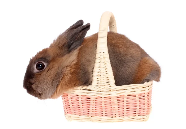 Pequeño conejo en cesta . — Foto de Stock