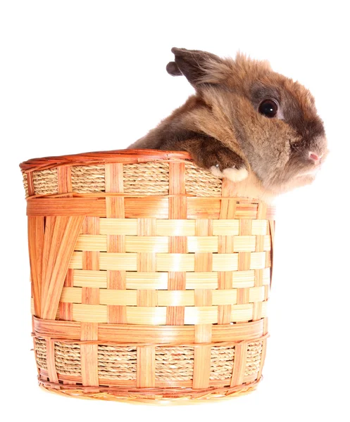 Coelho pequeno em cesta, isolado . — Fotografia de Stock