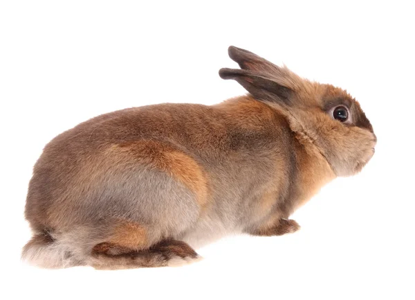 Kleines Kaninchen. — Stockfoto