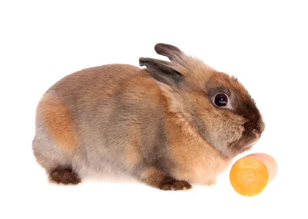 Malý králík s mrkev. — Stock fotografie