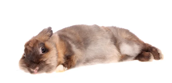 Küçük tavşan. — Stok fotoğraf