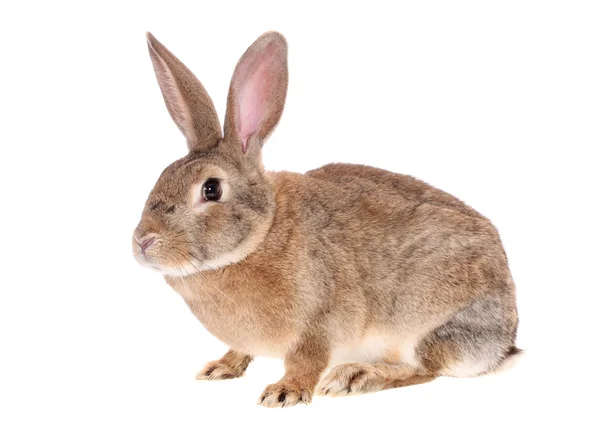 Коричневый кролик, изолирован — стоковое фото