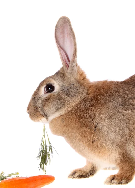 Кролик з їжею, ізольований . — стокове фото