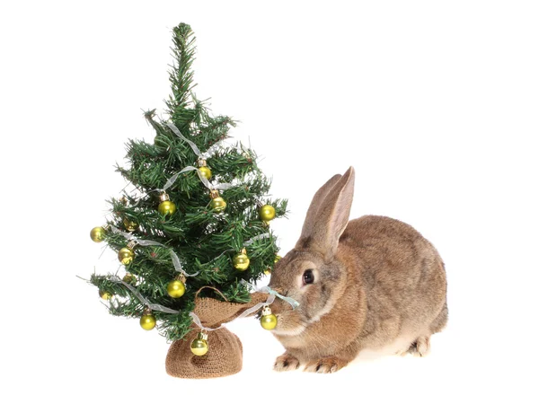 Rabbit with a fur-tree. — Stock Photo, Image