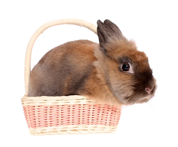 Маленький кролик в корзине . — стоковое фото