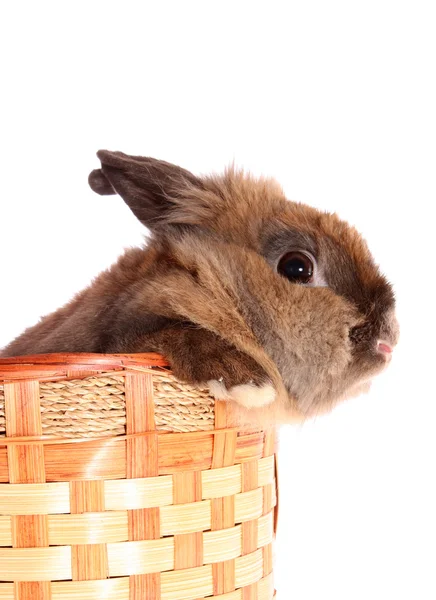 Conejo en cesta, aislado . — Foto de Stock