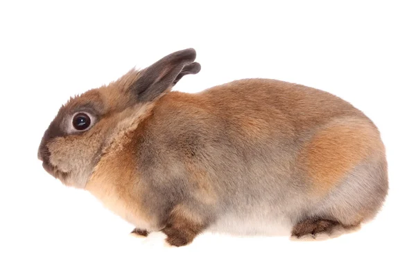 小さなウサギ — ストック写真