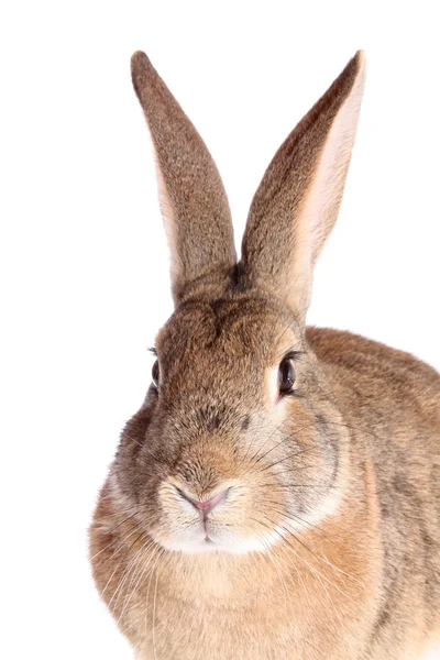 Conejo marrón . — Foto de Stock
