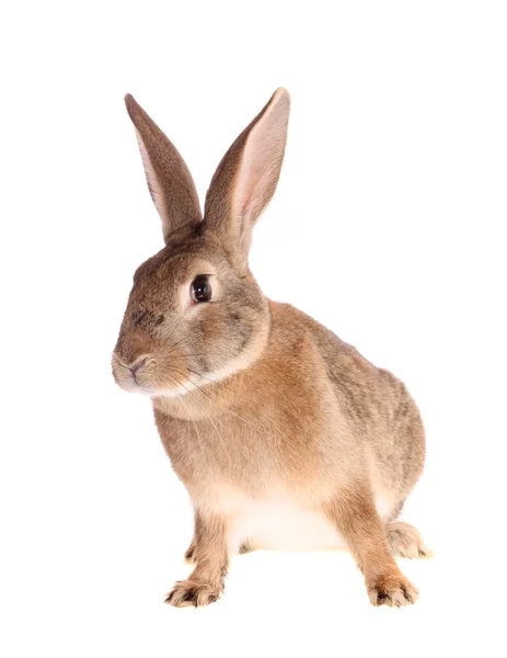 Hnědý králík. — Stock fotografie