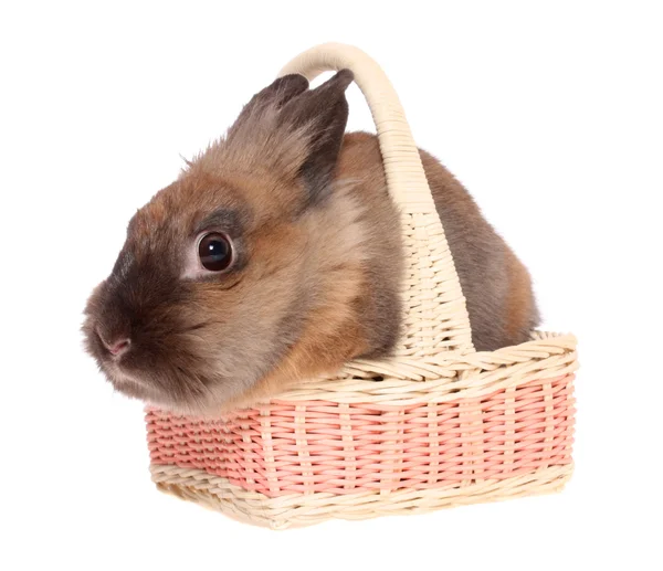 Pequeño conejo en una cesta . — Foto de Stock