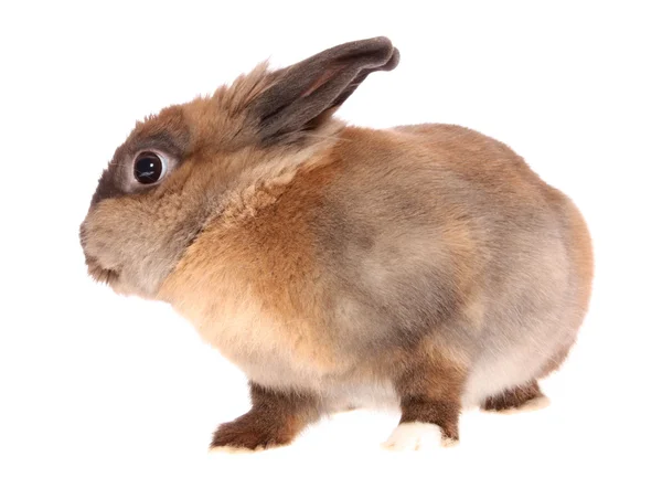 Brown rabbit, isolated. — Stock Photo, Image