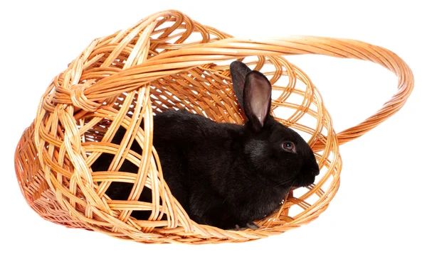 Conejo en una cesta. — Foto de Stock