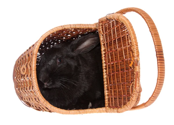 Черный кролик в корзине . — стоковое фото