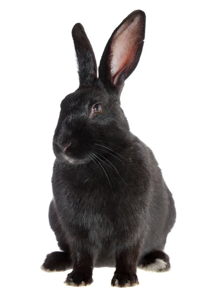 stock image Black rabbit.