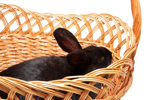Черный кролик в корзине, изолированный . — стоковое фото