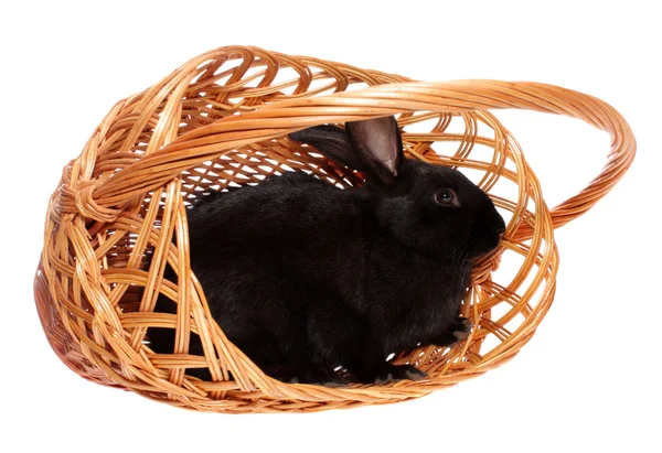 Кролик в корзине. — стоковое фото