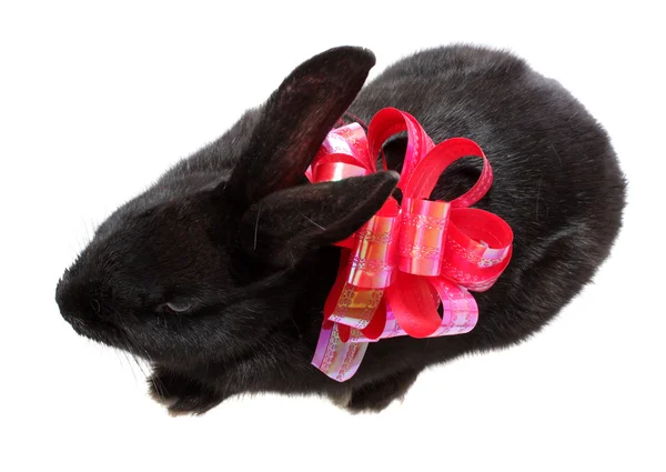 Kaninchen mit roter Schleife, isoliert. — Stockfoto