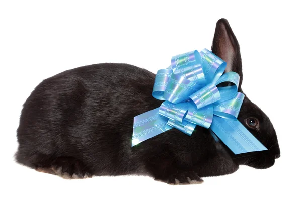 Schwarzes Kaninchen mit blauer Schleife. — Stockfoto